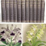 11 Volumes, The Orchid Albums, 1882-97. SOLD FOR $9,360