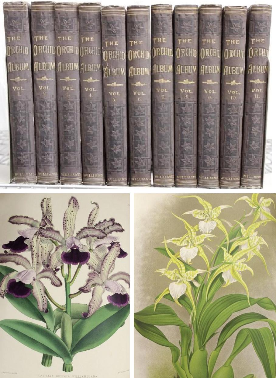 11 Volumes, The Orchid Albums, 1882-97. SOLD FOR $9,360