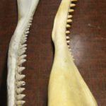 Group Of Two Whale Jawbones, 19th Century. Sold For $9,750.